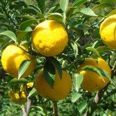 고흥 햇 유자 2KG ( 대과 )